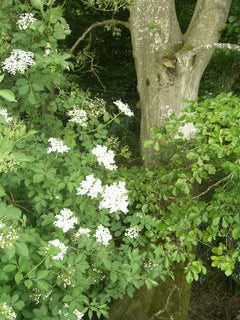 Green Elder
