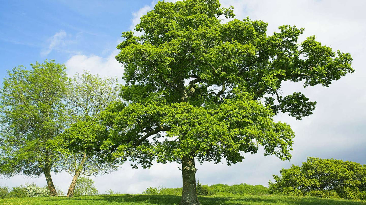 Oak Tree