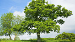 Oak Tree