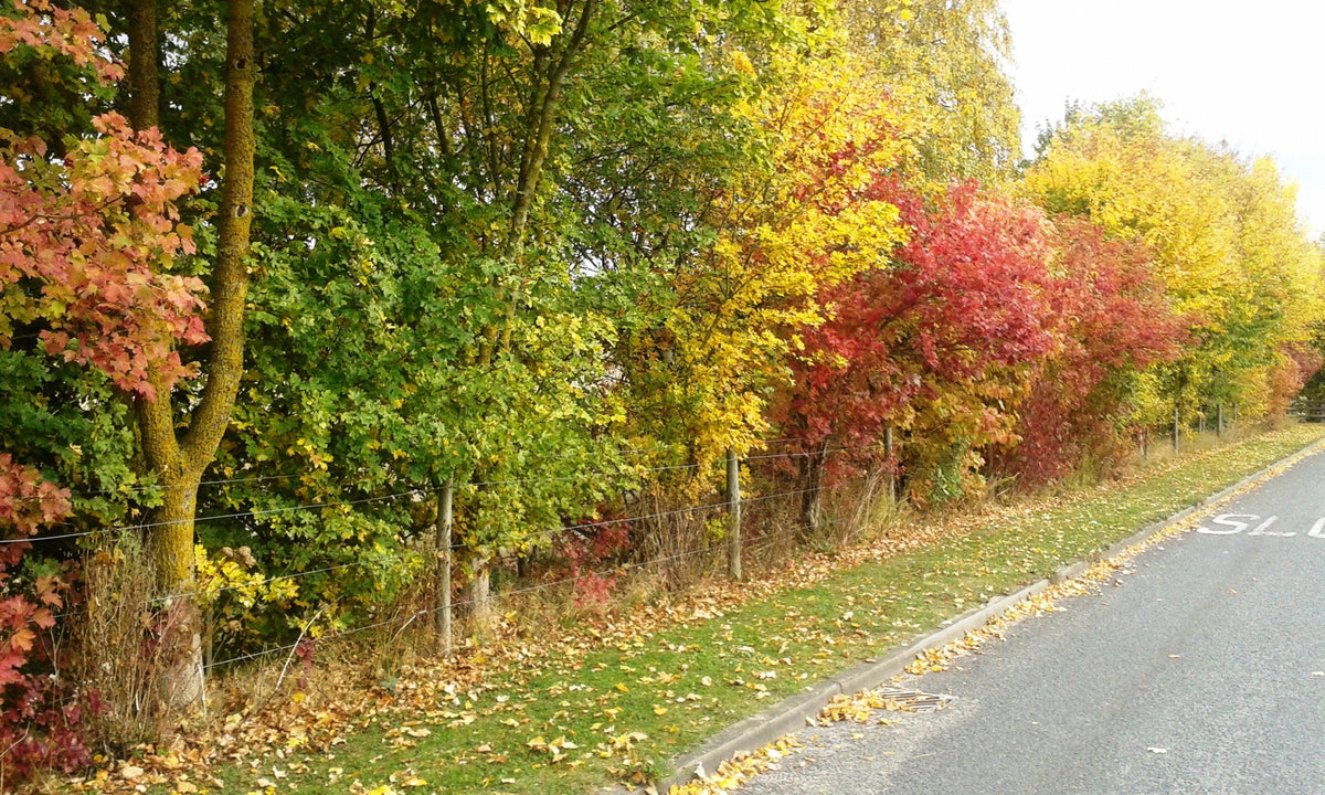 Field Maple