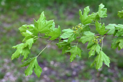 Field Maple