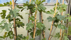 Fig Tree