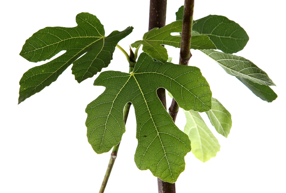 Fig Tree