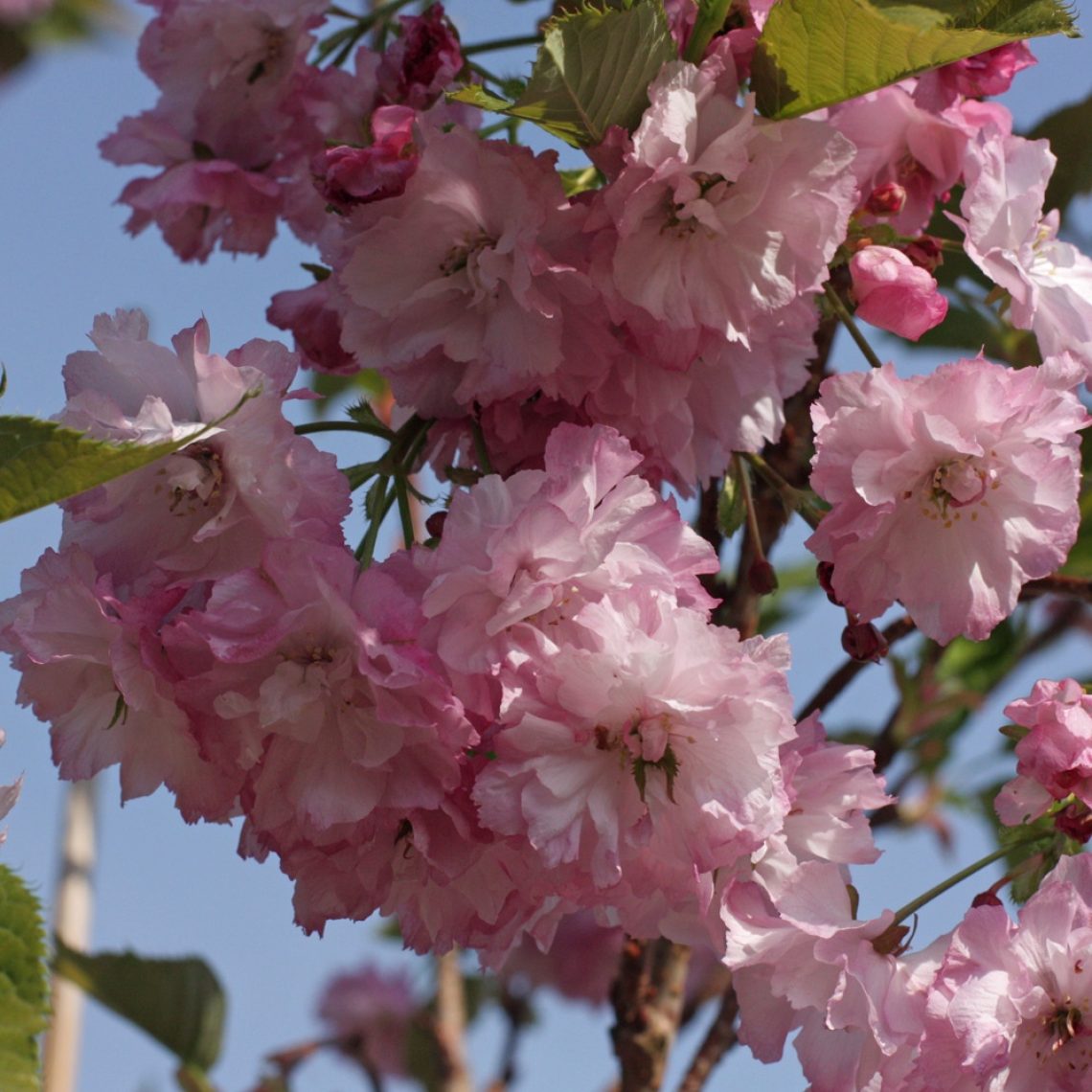 Flowering Cherry 'Pink Perfection'