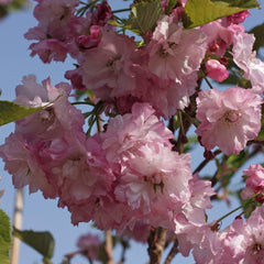 Flowering Cherry 'Pink Perfection'