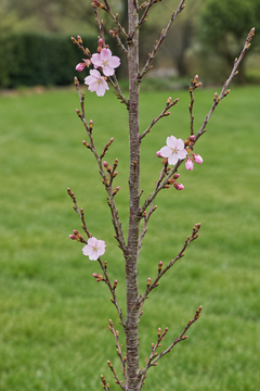 Bare Root ~ Flowering Cherry 'Amanogawa'