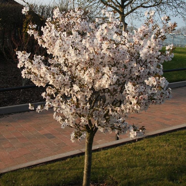 Flowering Cherry 'The Bride'