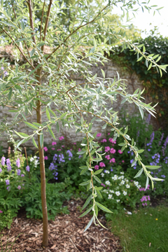 Goat Willow