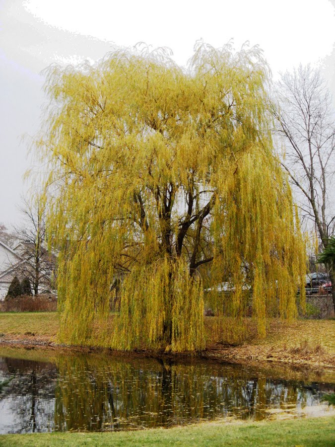 Golden Weeping Willow