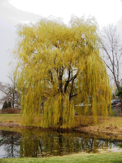 Golden Weeping Willow Tree