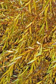 Golden Weeping Willow Tree