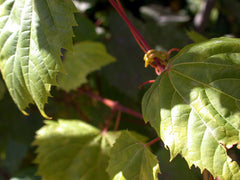 Grapevine
