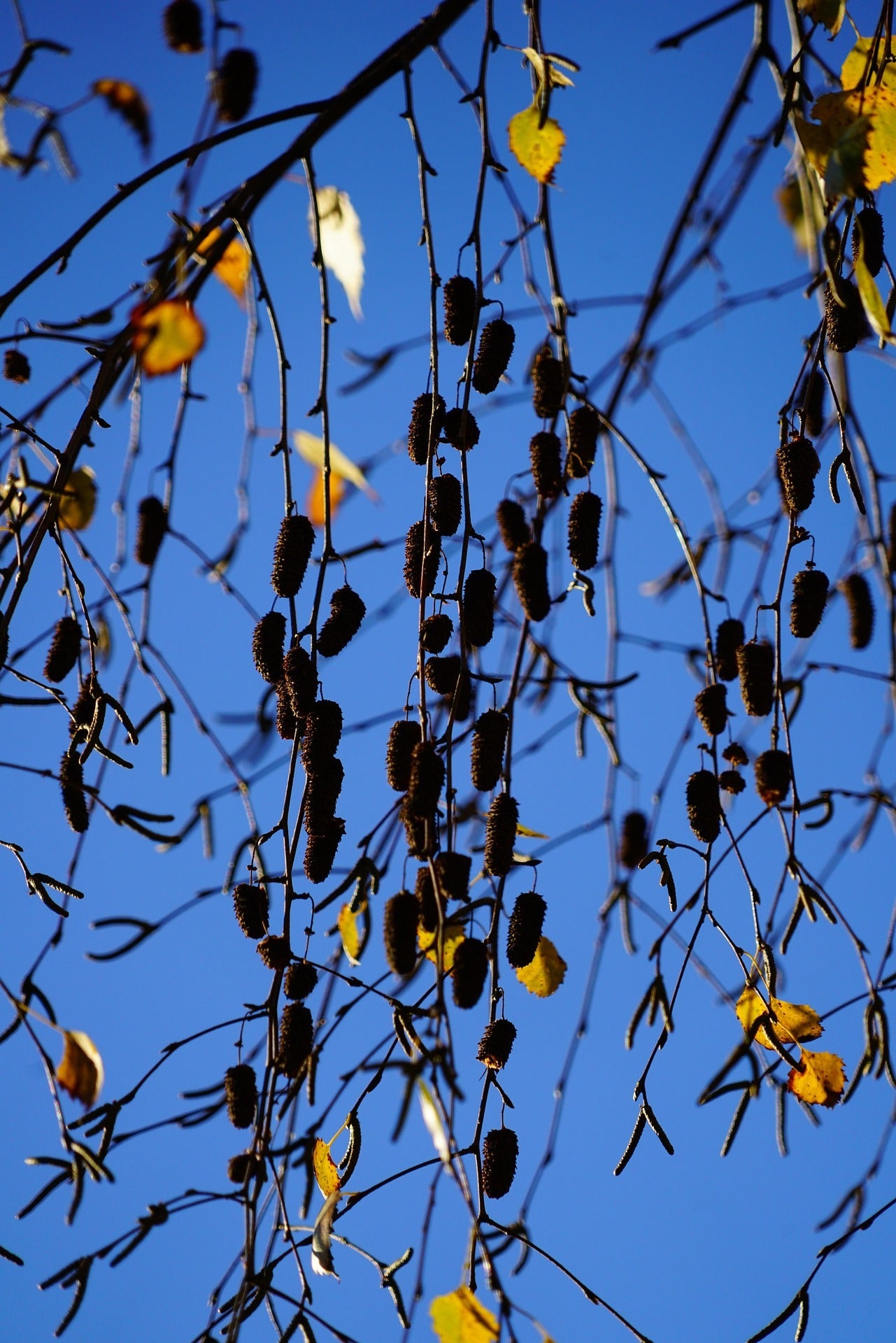 Weeping Silver Birch Tree