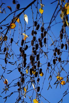 Weeping Silver Birch Tree