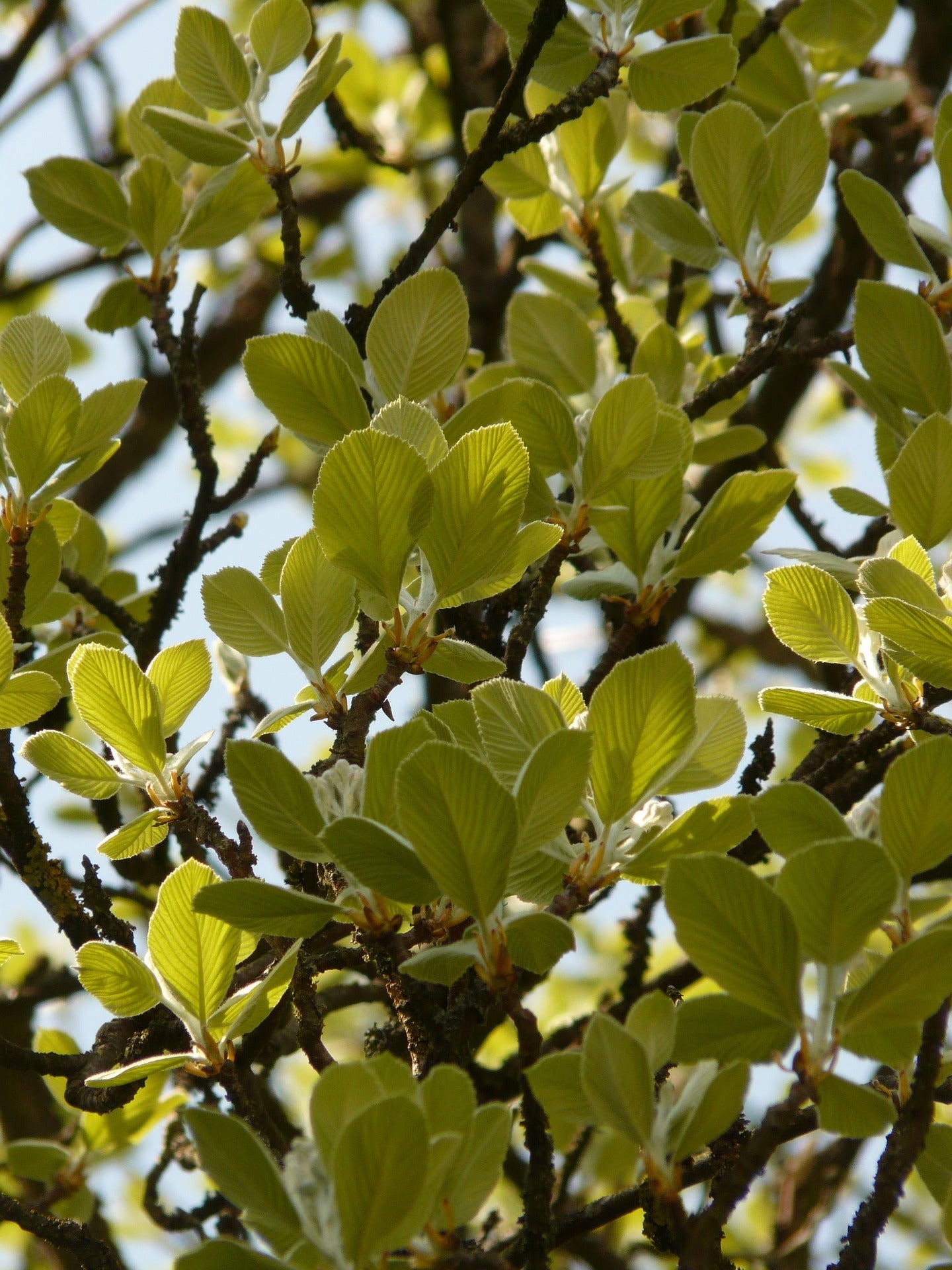 Whitebeam Tree