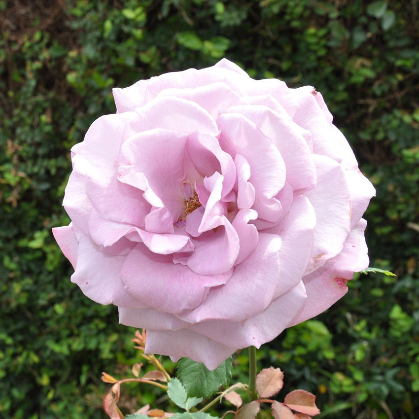 Rose Harry Edland
