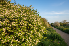 Hazel Tree