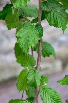 Hazel Tree