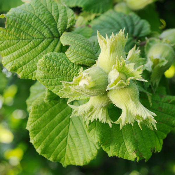 Hazel Tree