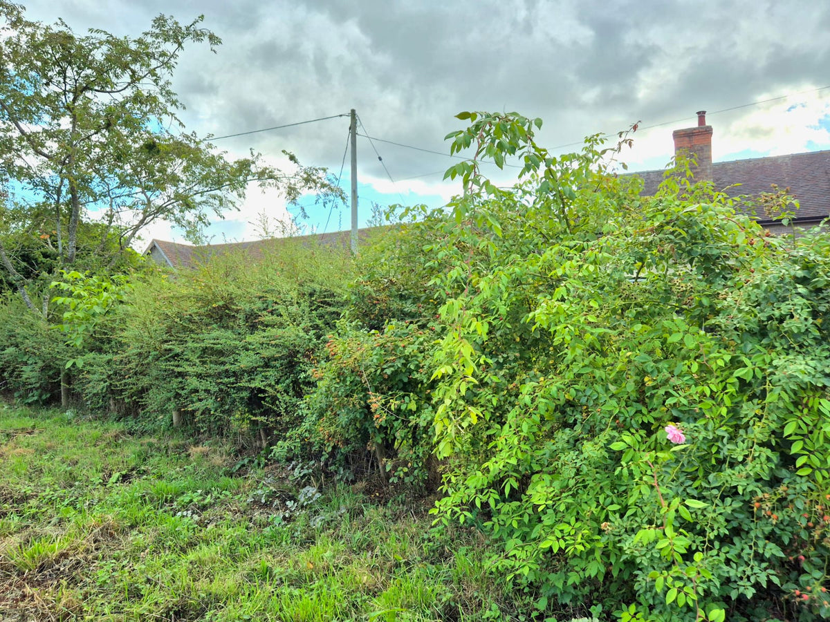 A Horse & Livestock-Friendly Native Hedgerow Mix – Bare Root Whips (sold by metre)