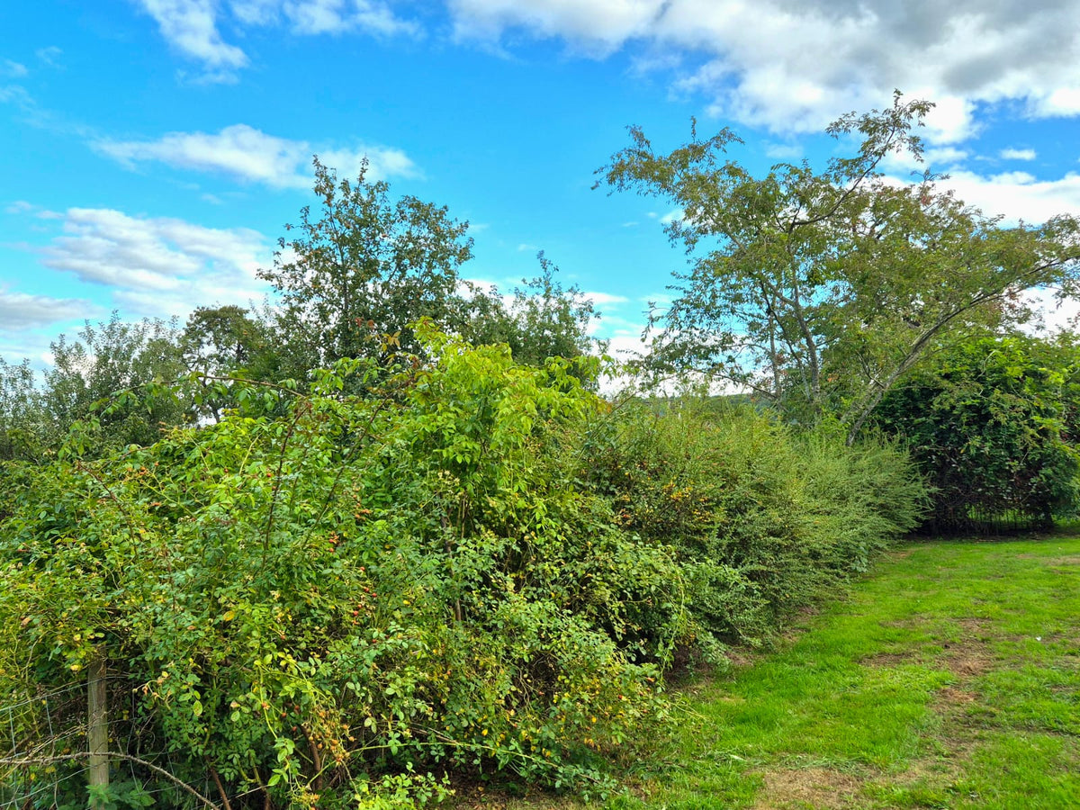 A Native Hedgerow Mix – British Bare Root Hedging Whips (Sold by the Metre)