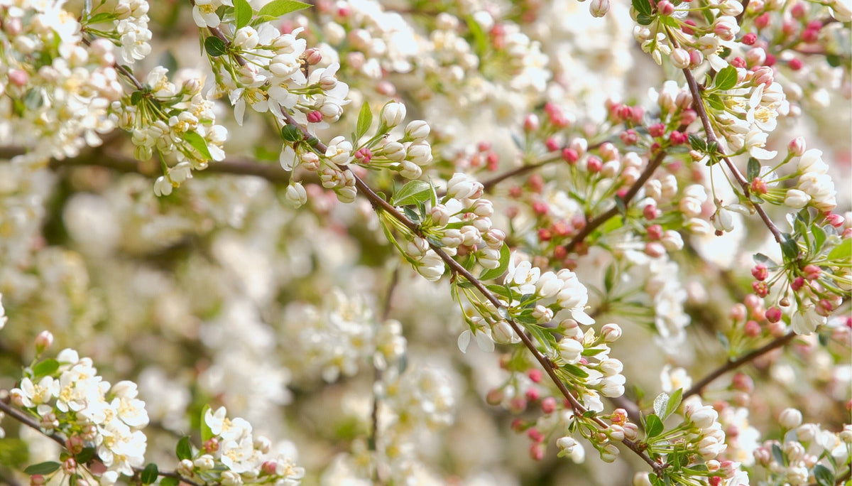 Crab Apple ~ Tina