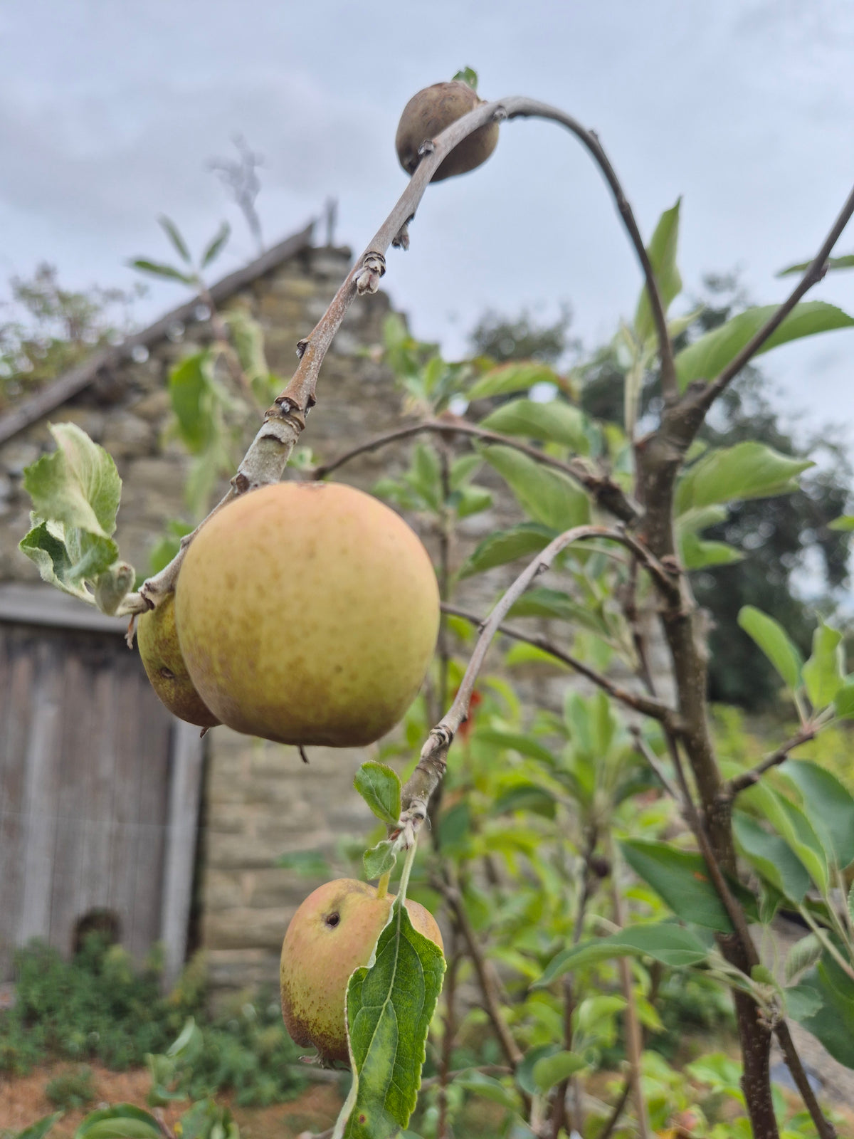 Apple Herefordshire Russet