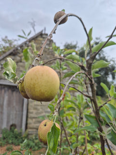 Apple Herefordshire Russet
