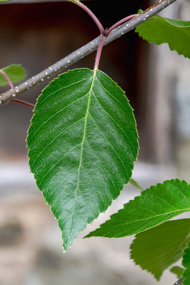 Himalayan Birch ~ Snow Queen