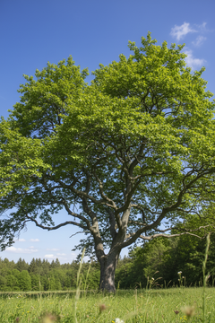 Hornbeam