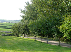 Hornbeam