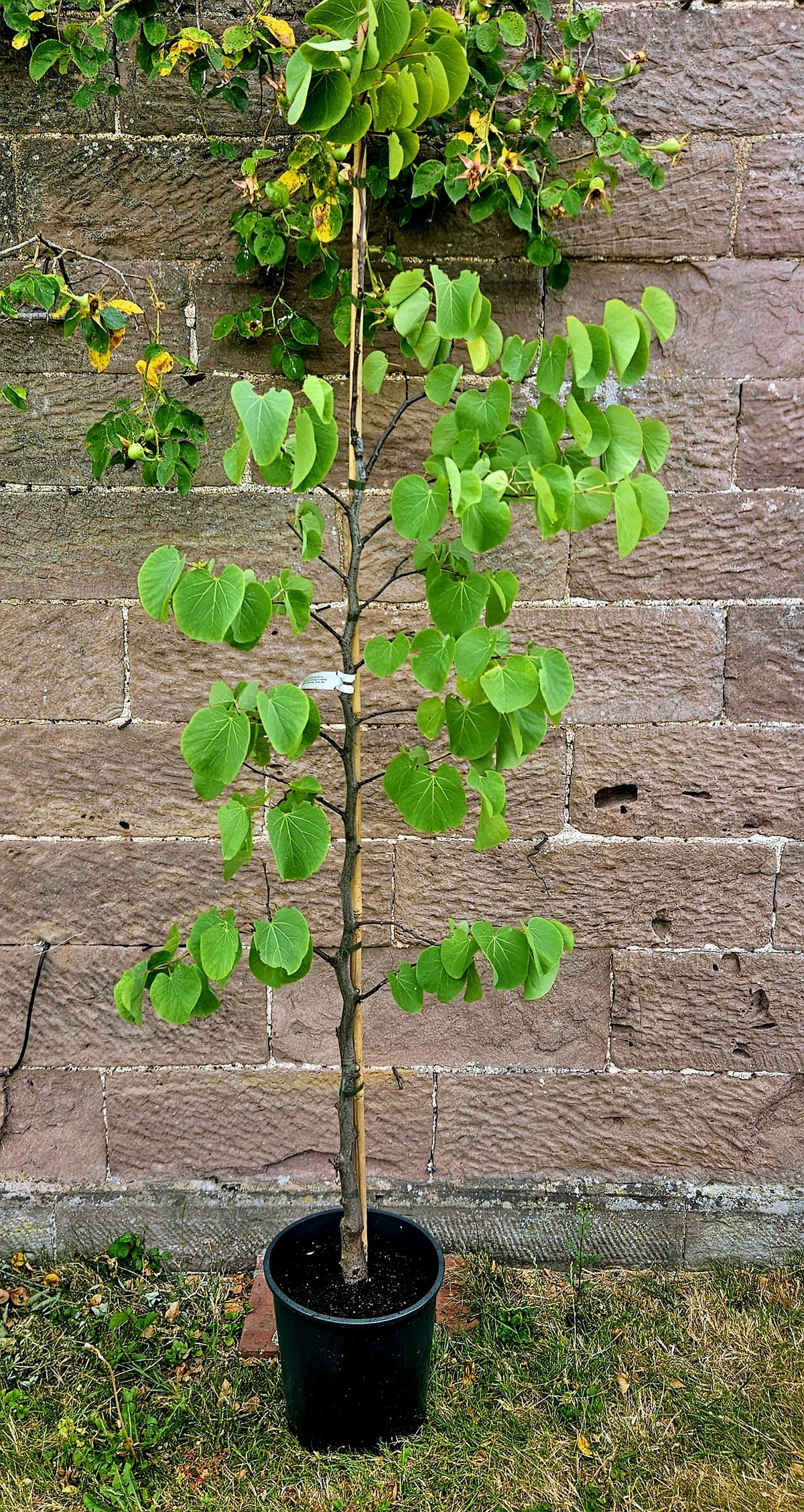 Judas Tree