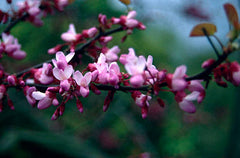 Judas Tree