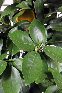 Citrus Lemon Tree