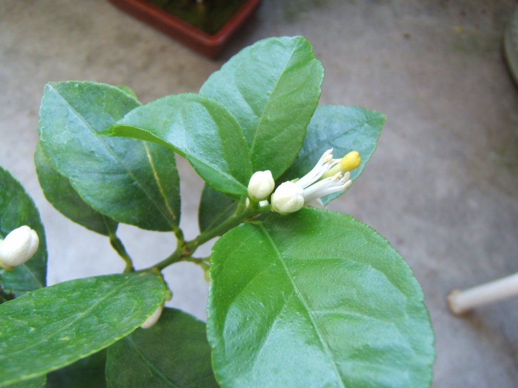 Citrus Lemon Tree