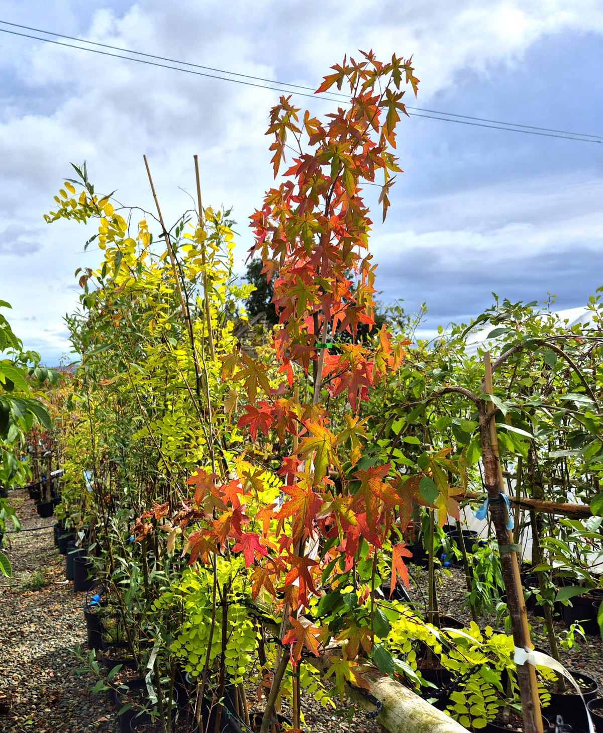 Liquidambar Tree