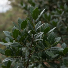 Bay Tree