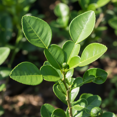Citrus Kaffir Lime
