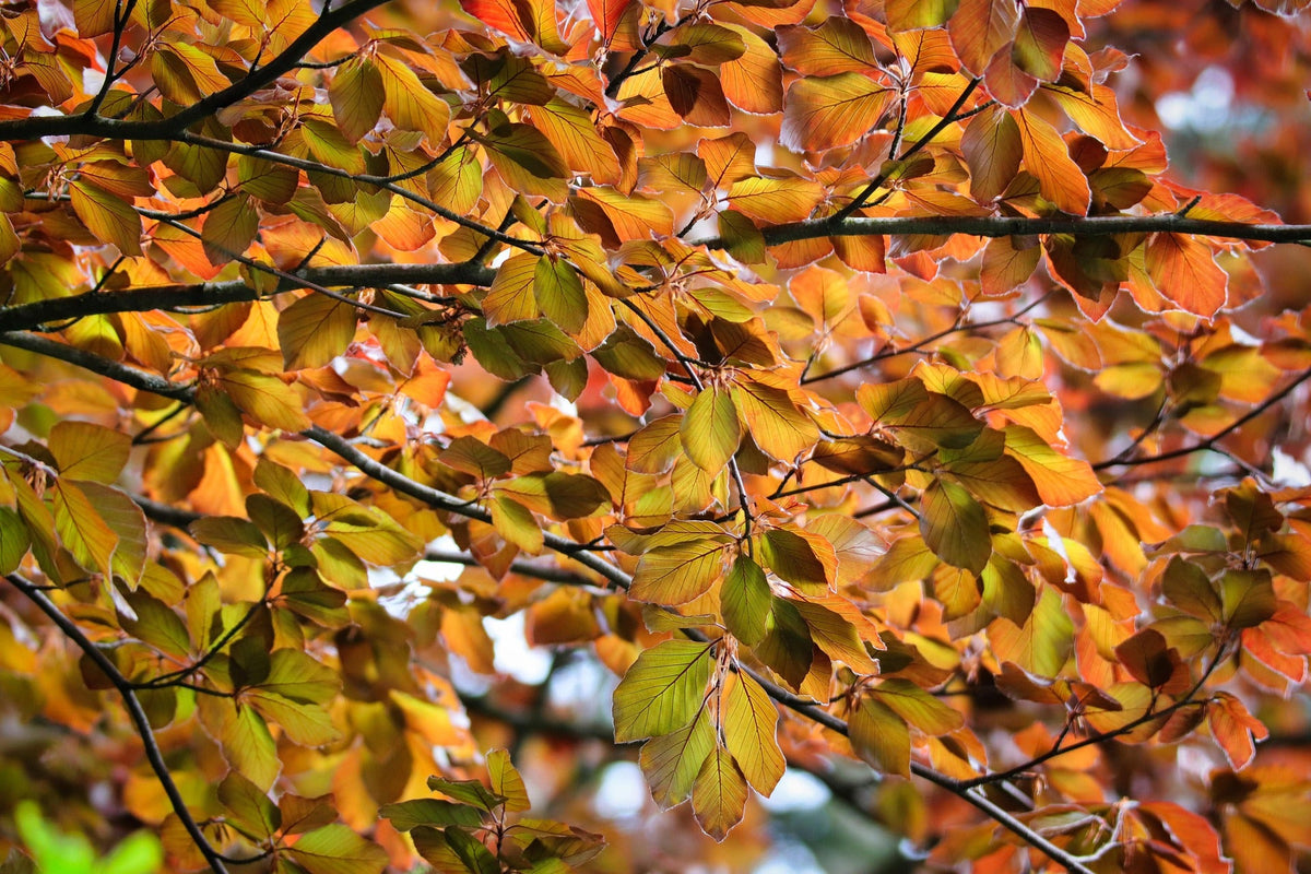 Copper Beech