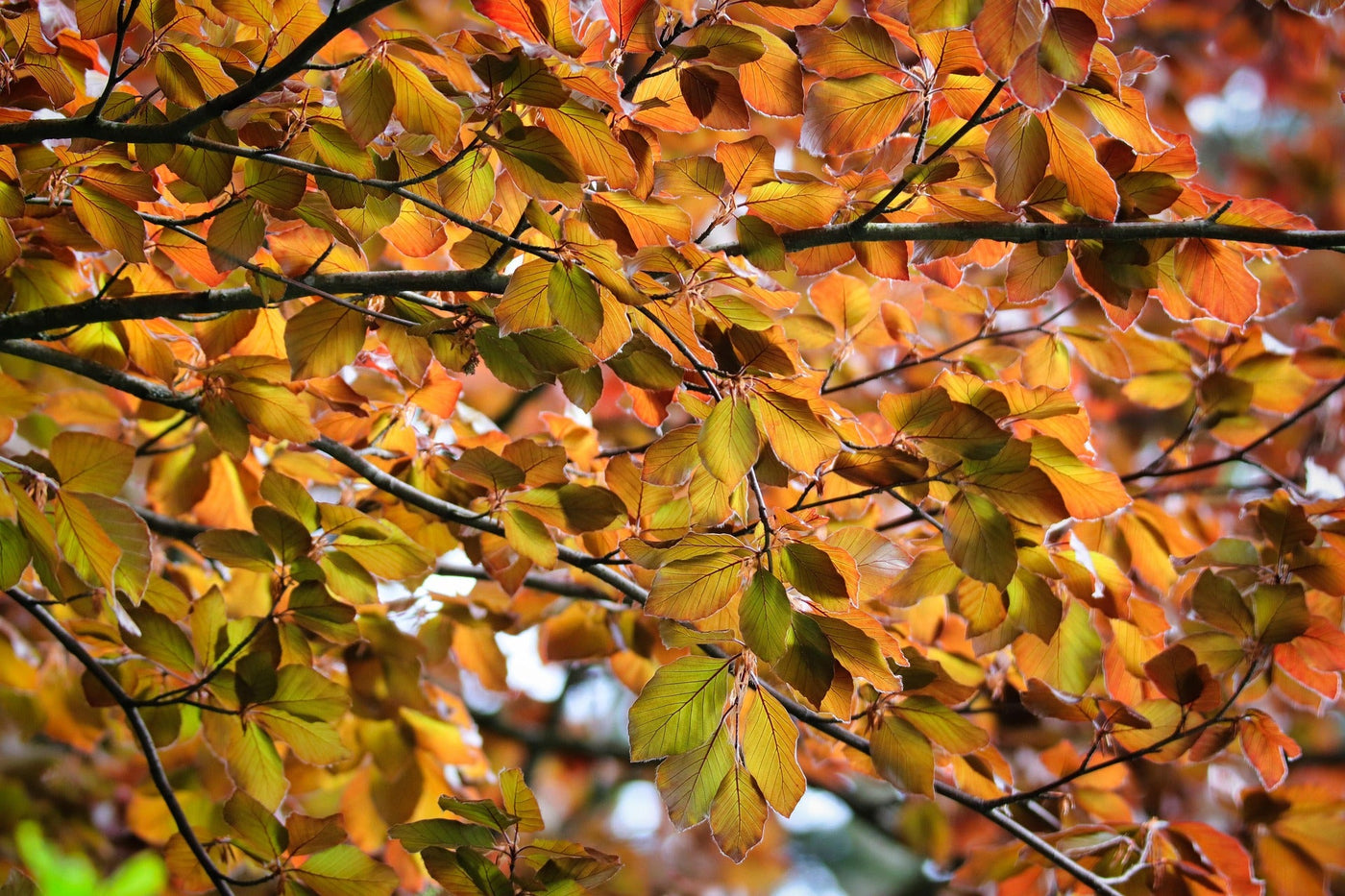 Copper Beech