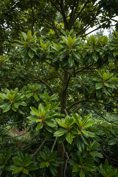Magnolia 'Eskimo'