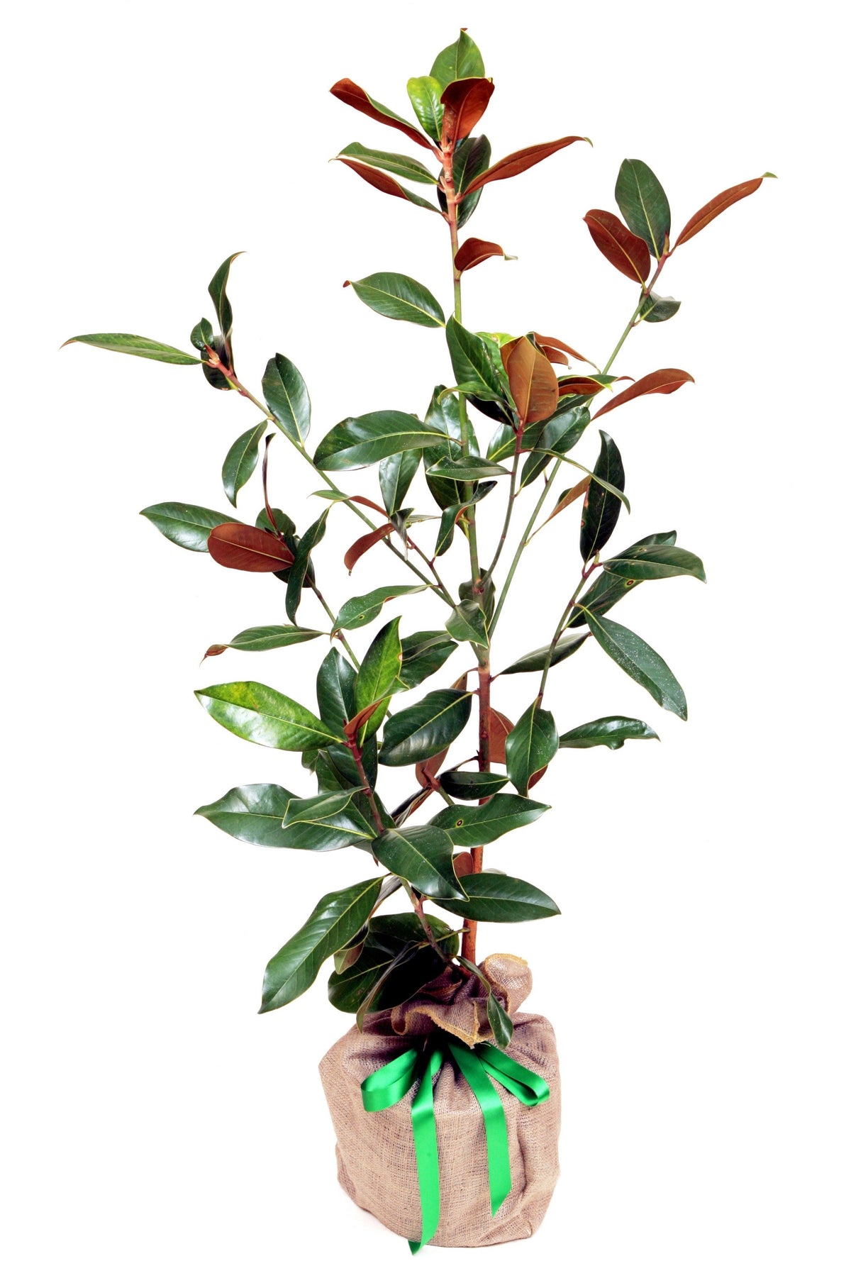 Magnolia Grandiflora 'Little Gems'
