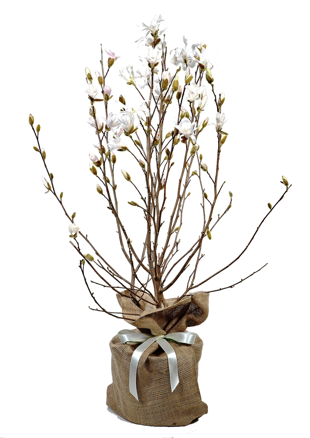 Magnolia Stellata