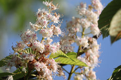 Sweet Chestnut Tree