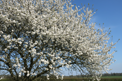 Blackthorn
