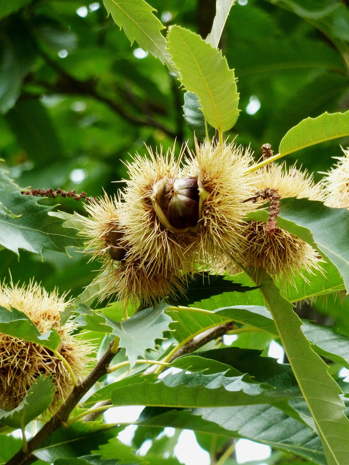 Sweet Chestnut Tree