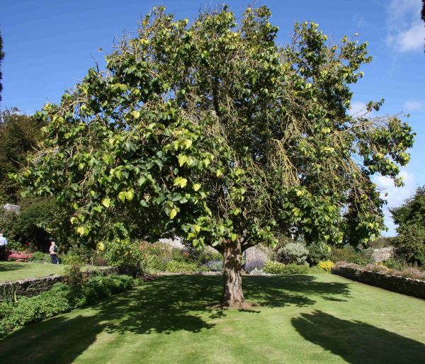 Mulberry Tree 'King James 1st'