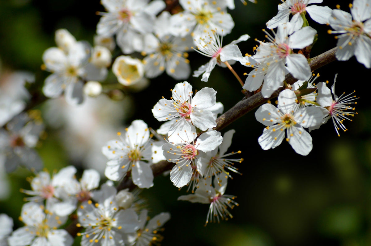 Bare Root ~ Wild Cherry Tree