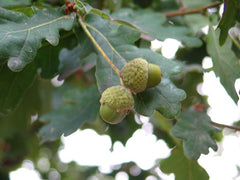 Oak Tree