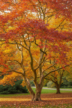 Parrotia Tree